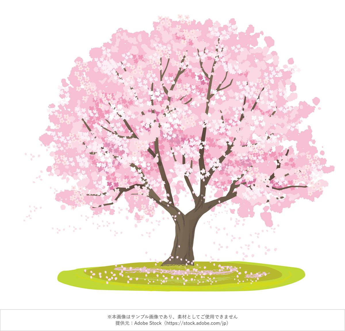 満開の桜の木一本のイラスト 背景透過